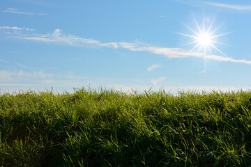 Green grass and blue sky and sun