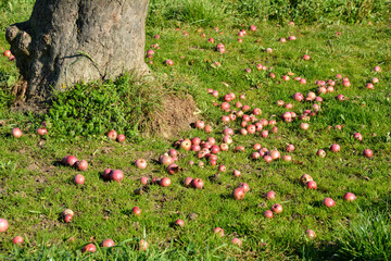 Apples lie on the green grass under a tree