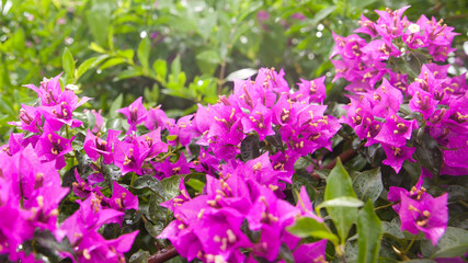 Pink bougainvillea flower with green leaf, front focus blurred background. Tropical flowers.