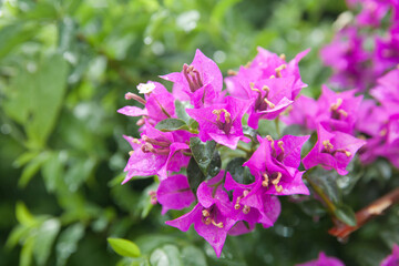 Fototapeta premium Pink bougainvillea flower with green leaf, front focus blurred background. Tropical flowers.