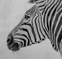 Fototapeta na wymiar zebra stripes