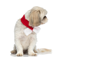 cute little shih tzu dog looking to the side