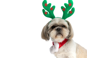 beautiful shih tzu dog wearing reindeer horns