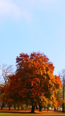 Baum im orangen Herbstkleid