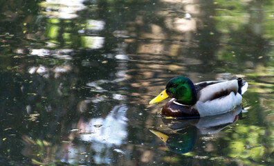 lonely duck swimming in the water