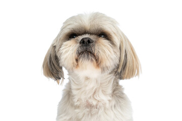little shih tzu dog making a grumpy face