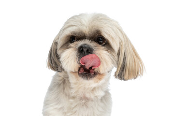 sweet shih tzu dog licking his mouth