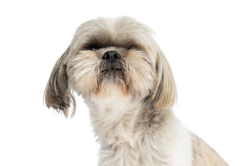 cute shih tzu dog feeling grumpy and sitting