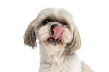 little shih tzu dog licking his nose and sitting
