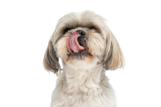 small shih tzu dog licking his nose