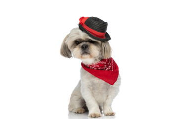 seated shih tzu dog wearing a black hat