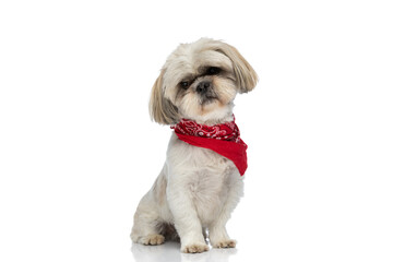 shih tzu dog looking down and wearing a red bandana