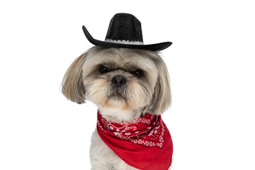 shih tzu dog feeling angry and wearing a black hat