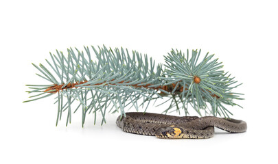 Snake with a branch of thuja.