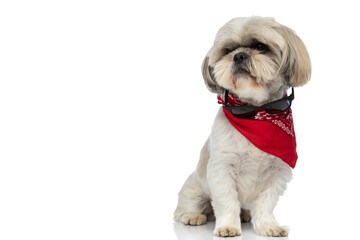 beautiful shih tzu dog dreaming about something