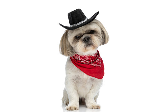 shih tzu dog feeling angry and wearing a black hat