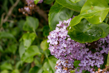 Syringa vulgaris 'Charles Joly' lilac flower detail