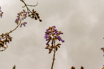 Paulownia tomentosa blossom