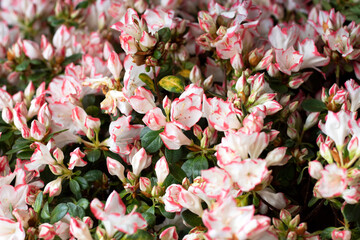 Beautiful pink and white flowers together