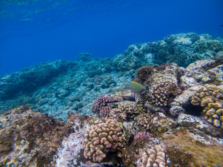 Naklejka na ściany i meble Reunion Island coral reef, Saint Gilles.