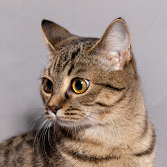 Portrait of a mongrel striped cat with yellow eyes on a gray background. Head turned to the side, calm look, close-up