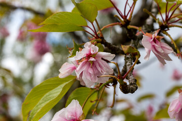 Prunus serrulata japanese cherry flower detail