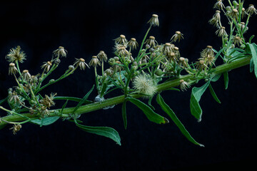 Rama silvestre con flores marchitas