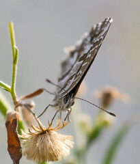 Pequeña mariposa sobre ramas