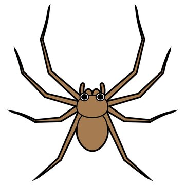アシダカグモ
