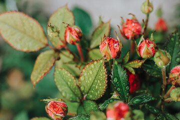 Beautiful blooming pink, coral roses flowers with green leaves growing in  a summer garden. Natural background, gardening, summertime.