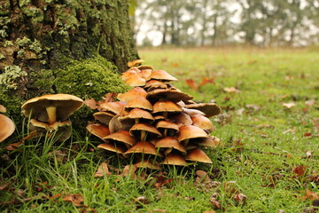 a big group yellow and brown sulphur tuft mushroom against the stem of a tree in the green grass...