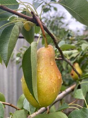 pear on a tree