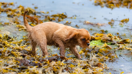 A dog cavalier king charles, a ruby puppy walking on seaweeds in the sea  © Pascale Gueret