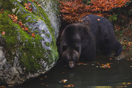 Bear drinking water in a pond. The brown bear is a large bear species found across Eurasia and North America
