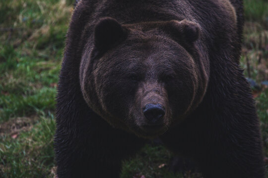 The European brown bear in Bavarian national forest is a large bear species found across Eurasia and North America