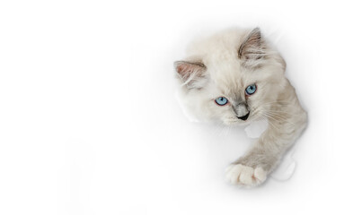 Ragdoll cat in light room