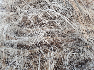 Palm trunk close-up. Shaggy trunk of a tropical palm