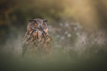 Eurasian eagle-owl (Bubo Bubo) in forest. Eurasian eagle owl sitting on ground. Owl portrait.