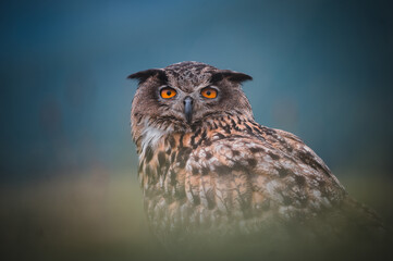 Eurasian eagle-owl (Bubo Bubo) in forest. Eurasian eagle owl sitting on ground. Owl portrait.