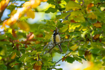 Obraz premium bird (black tit) on a branch at automn in beautifull colours