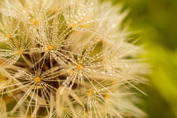 Dente de Leão, Taraxacum officinale.