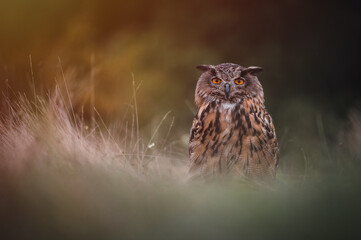 Eurasian eagle-owl (Bubo Bubo) in forest. Eurasian eagle owl sitting on ground. Owl portrait.