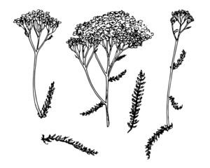 YARROW set in sketch style. hand-drawn set of medicinal yarrow plant, isolated black outline on white flower and leaf for a natural design template