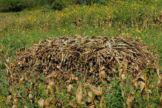 zacate para el ganado recolectado una vez que se ha hecho la pizca en el sur de M&eacute;xico 