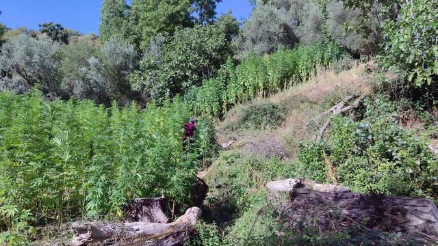 Medicinal Industry, Pharmacy, Field of hemp. Cannabis farm plantation.