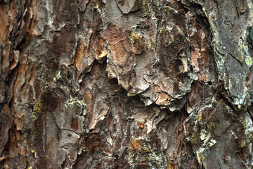 Photo of brown pine bark texture. Wood leather. Woodworking. Natural wood background.