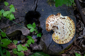 mushrooms in the forest