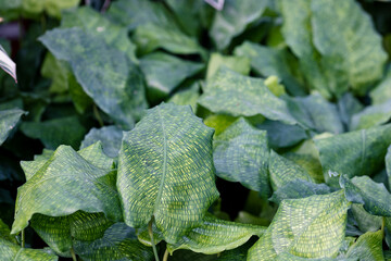 Goeppertia kegeljanii also known as Calathea musaica. This plant is noted for its light green, oval...