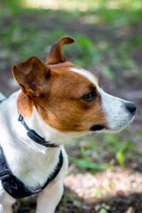 jack russell terrier dog