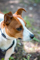 jack russell terrier dog